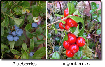 Berries